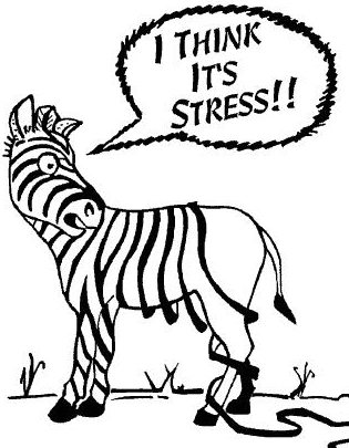 stress zebra